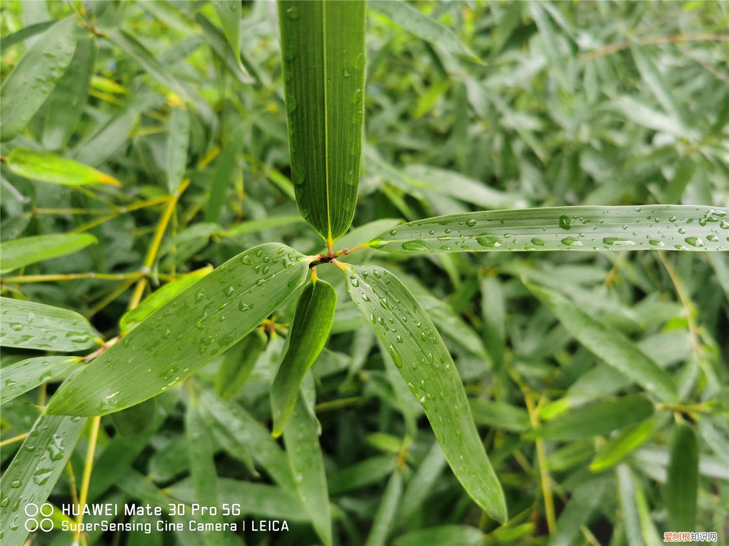 竹子 怎么种 竹子怎么种，竹子图片