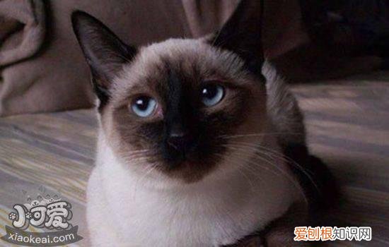 暹罗猫的重点色哪个贵 每个颜色的暹罗猫价格都不一样哦