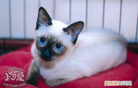 暹罗猫的重点色哪个贵 每个颜色的暹罗猫价格都不一样哦
