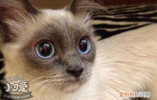 暹罗猫的品种有哪些 猫之贵族暹罗猫有多少品种