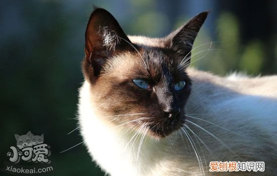 暹罗猫的品种有哪些 猫之贵族暹罗猫有多少品种
