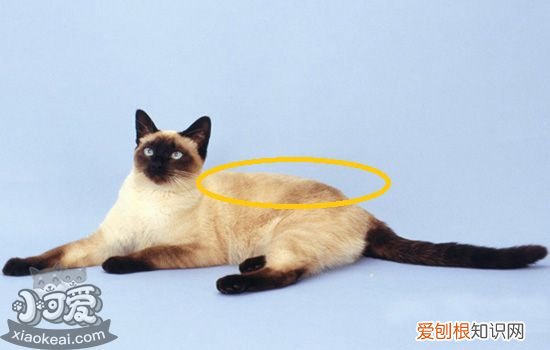 千万别养暹罗猫 因为暹罗猫有这些缺点，养了才知后悔