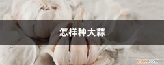 种大蒜用什么肥料好? 怎样种大蒜，种大蒜用什么肥料好