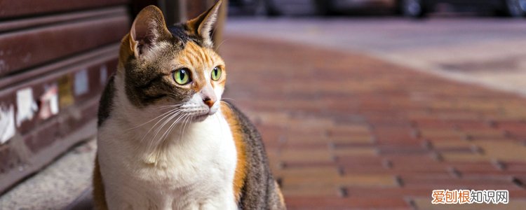 猫嘴角溃疡能自愈吗 猫嘴唇溃疡能自愈吗,猫咪嘴唇溃疡,小猫嘴唇溃疡能自愈吗