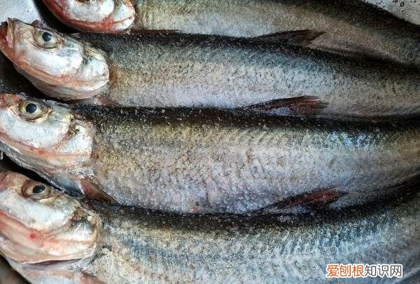 晒鱼干制作方法，小鱼干怎么晒不会臭
