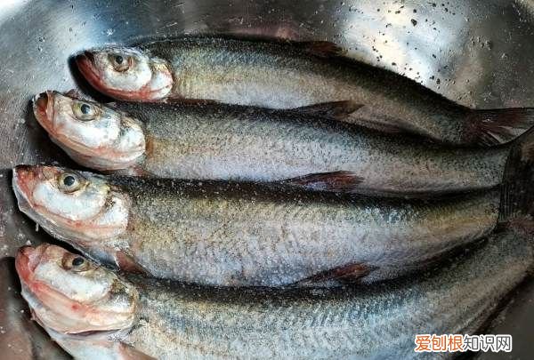 晒鱼干制作方法，小鱼干怎么晒不会臭