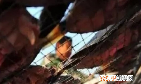 晒鱼干制作方法，小鱼干怎么晒不会臭