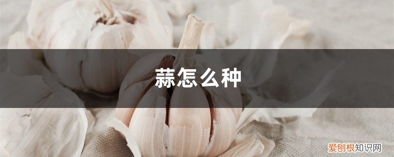 大蒜如何生长 蒜怎么种,大蒜生长过程