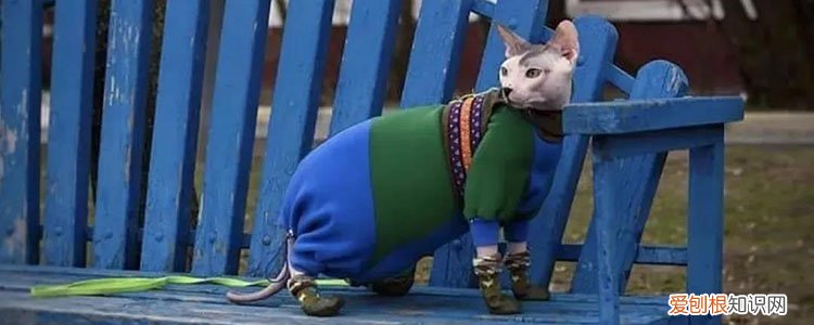 猫咪叫的很凄惨是什么原因 猫叫的很凄惨是为什么,猫为什么叫声凄厉,猫为什么叫得很惨