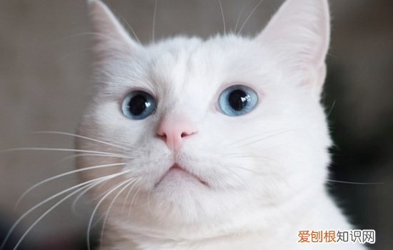 猫半张着嘴是怎么了 这三种情况你要注意了！