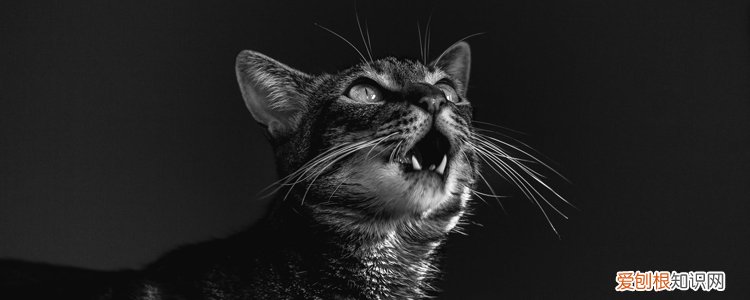 猫咪出现低吼 猫低吼是什么情况,猫咪低吼是什么原因,猫咪低吼是怎么了
