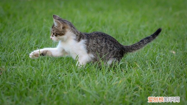 猫到处刨地是怎么了 猫咪刨地是什么情况,猫咪刨地是什么意思,猫咪为什么会在地上刨