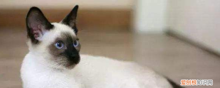 猫会感染鼠疫吗? 猫有鼠疫么,家里有猫会不会得鼠疫,家里有猫会不会传染鼠疫