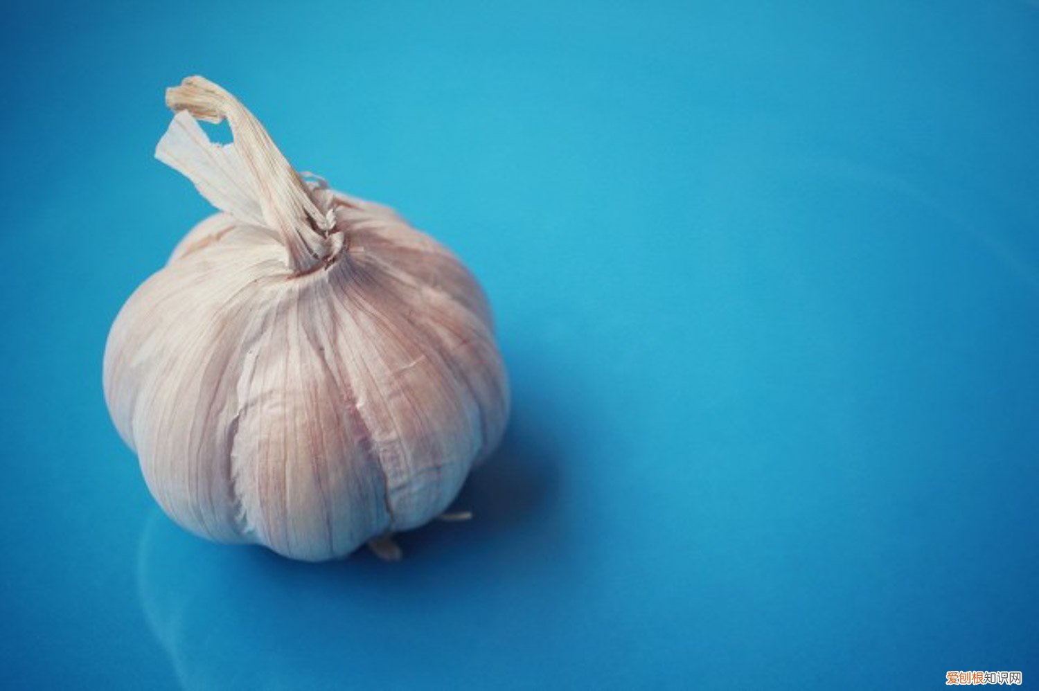 大蒜一般什么时候种植 大蒜种植时间，大蒜什么时候种