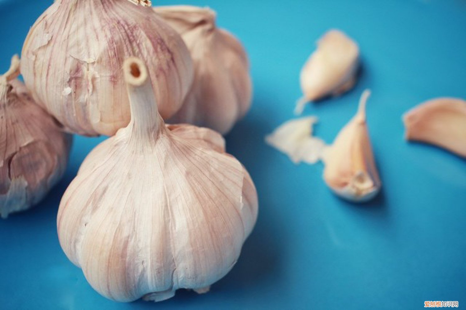 大蒜一般什么时候种植 大蒜种植时间，大蒜什么时候种