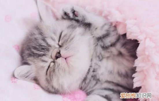 养小奶猫需要准备什么 科学喂养必须物品大全