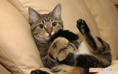 虎斑猫智商高吗 这种猫的智商还是比较高的！