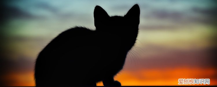 猫咪晚上不睡觉咋办 猫咪晚上不睡觉怎么办,猫咪晚上不睡觉乱窜,猫晚上不睡觉怎么办