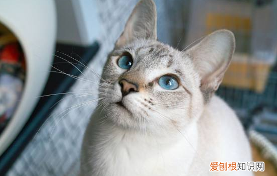 虎斑暹罗和暹罗猫区别 这样的办法应该就能分清了吧！