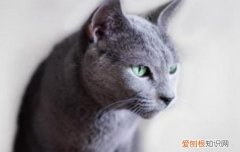 蓝猫怕热吗 在这种夏季还是让蓝猫过的舒坦一点吧！