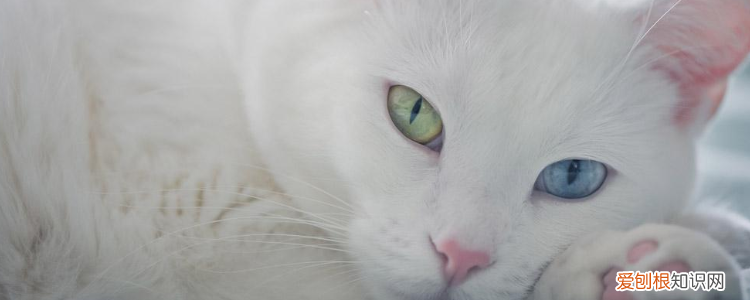 尿血猫咪会不会死 猫咪尿血不管他能死吗,猫尿血怎么回事,猫尿血怎么办