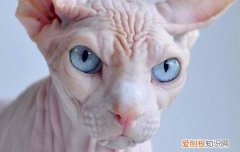 斯芬克斯猫蓝眼缺陷 遗传病的几率你知道吗？