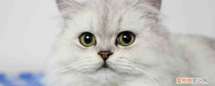 波斯猫流眼泪黄褐色 波斯猫为什么流眼泪,波斯猫流眼泪正常吗,波斯猫泪痕是怎么回事