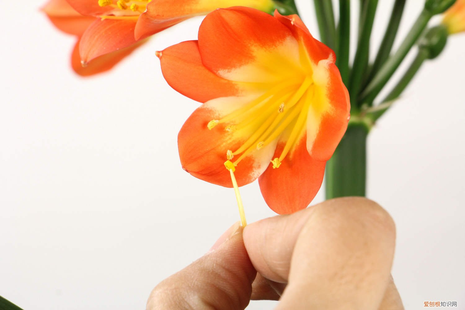 君子兰的养殖方法和注意事项 – 养殖日记 君子兰的养殖方法和注意事项，君子兰怎么养