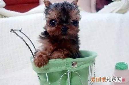 茶杯犬背后的血腥是真的吗 很萌的茶杯犬其实是一场悲剧