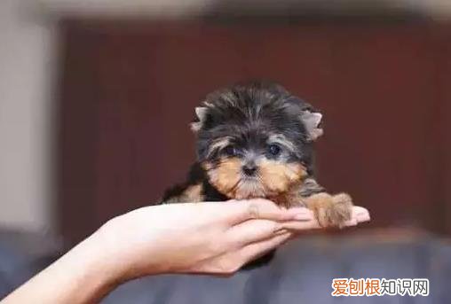 茶杯犬背后的血腥是真的吗 很萌的茶杯犬其实是一场悲剧