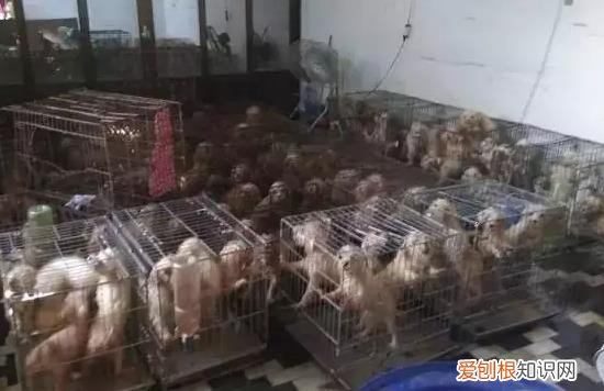 茶杯犬背后的血腥是真的吗 很萌的茶杯犬其实是一场悲剧