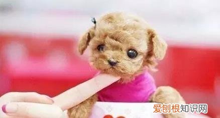 茶杯犬背后的血腥是真的吗 很萌的茶杯犬其实是一场悲剧