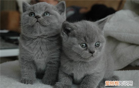 吸猫是啥意思 吸猫是一种新型毒品吗