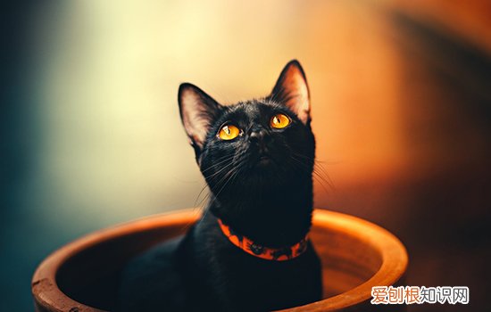 猫为什么吃我的头发 如何阻止猫吃头发