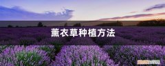 薰衣草怎么栽种 薰衣草种植方法，薰衣草怎么种