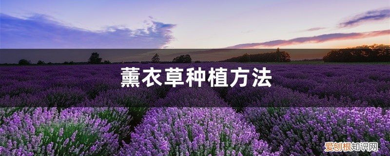 薰衣草怎么栽种 薰衣草种植方法，薰衣草怎么种