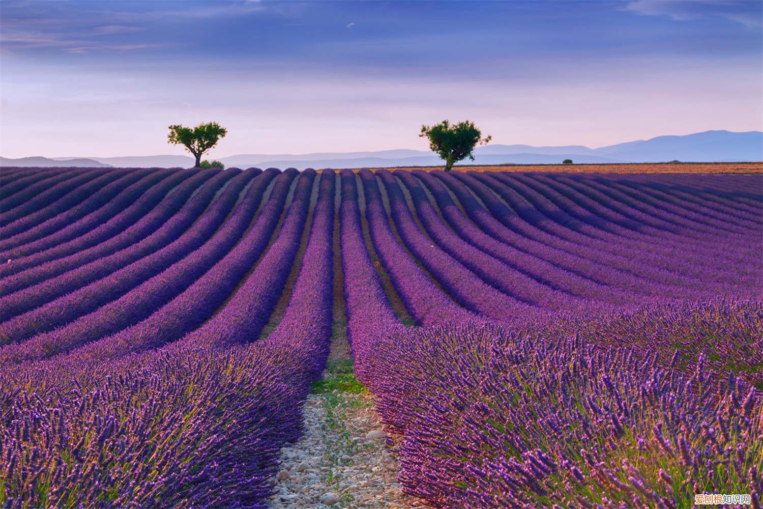薰衣草怎么栽种 薰衣草种植方法，薰衣草怎么种