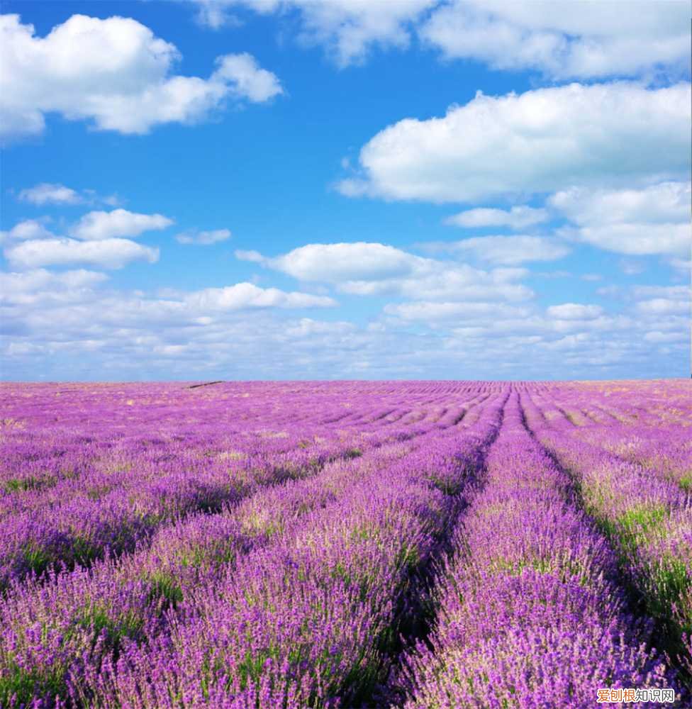 薰衣草怎么栽种 薰衣草种植方法，薰衣草怎么种