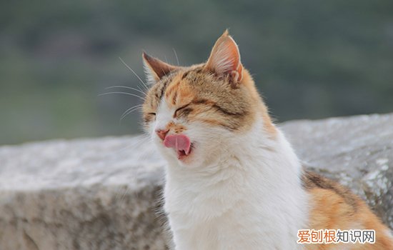 猫的骨头比人的多吗 关于猫你不知道的8条冷知识