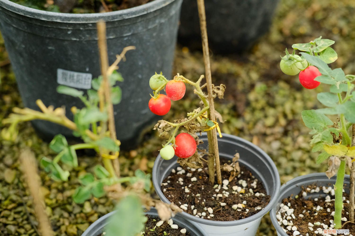 西红柿种植规格 西红柿种植方法,西红柿价格