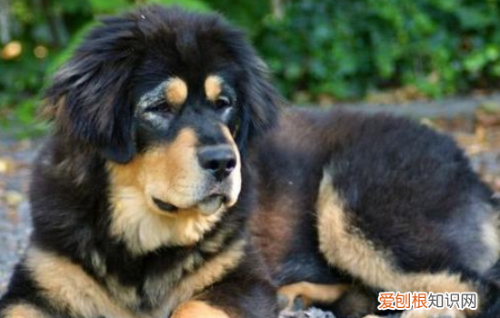 藏獒性格特点 藏獒性格怎么样