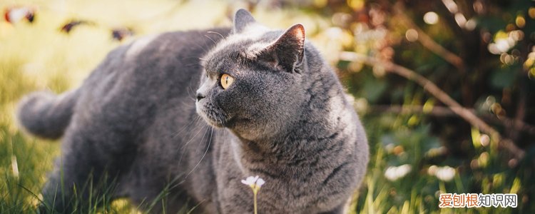 养一公一母猫注意事项,公猫母猫一起养要注意什么,母猫和公猫养在一起要注意什么