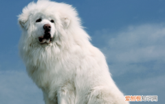 藏獒属于什么科 藏獒是哪一科动物