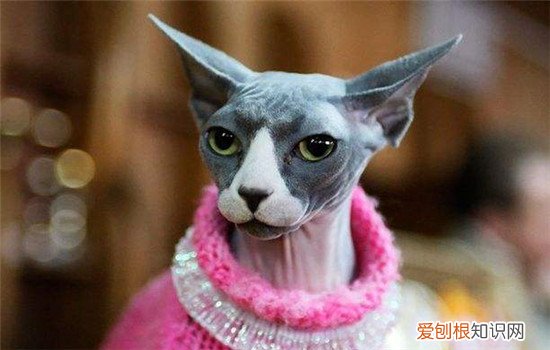 三种常见的无毛猫 无毛猫其实并不是完全没有毛