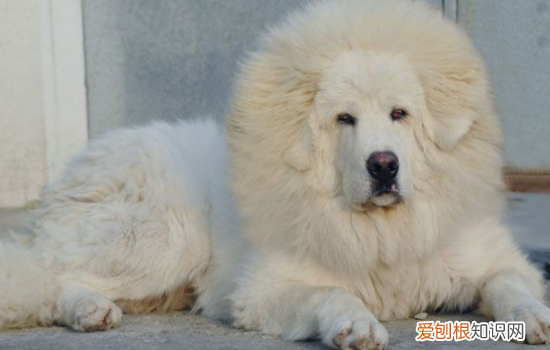 藏獒属于犬类吗 藏獒属于犬还是兽