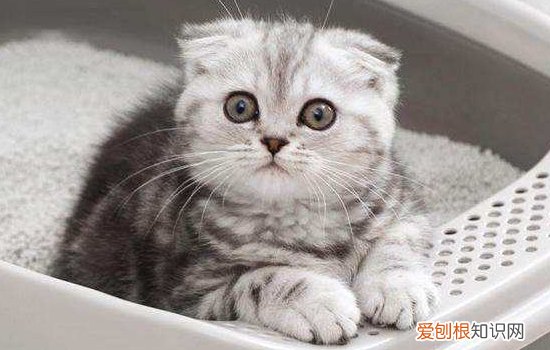 新生小猫多久排便 你知道吗