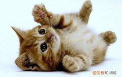 猫知道自己是猫吗 做个小实验验证一下吧