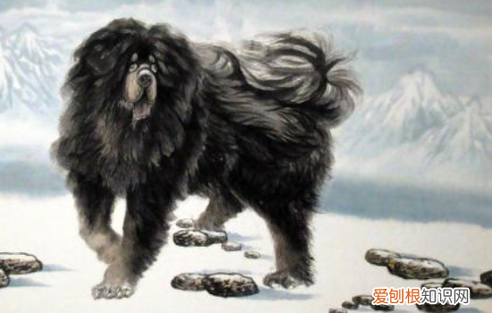 藏獒认主人吗 藏獒会服从于主人吗