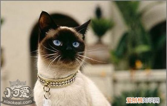 暹罗猫的优点和缺点 喵星人科普带你看看资深矿工暹罗猫