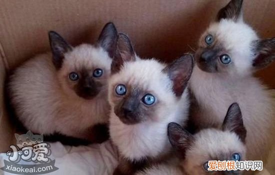 暹罗猫的优点和缺点 喵星人科普带你看看资深矿工暹罗猫